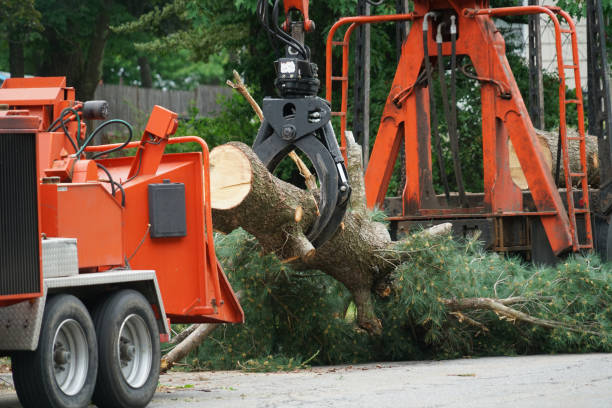 Best Tree Disease Treatment  in North Richland Hills, TX