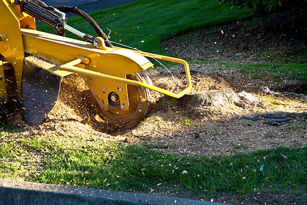 How Our Tree Care Process Works  in  North Richland Hills, TX