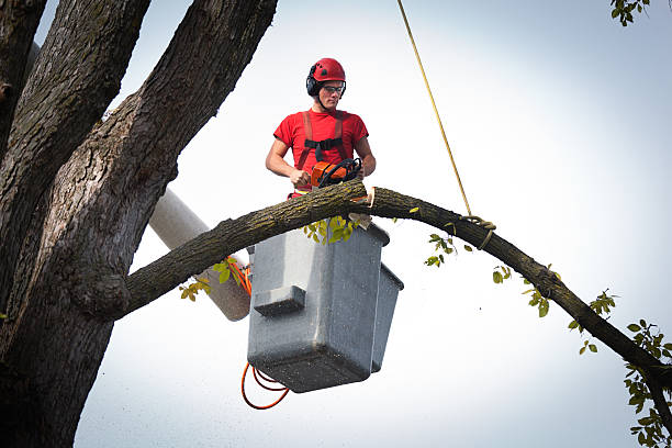 Best Root Management and Removal  in North Richland Hills, TX